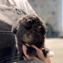 강아지는 내 운명 | 다산강아지분양 소형견 천국에서 만난 내 운명의 댕댕이