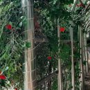 그 길 걷고 싶다 이미지