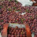 봉자농장 이미지