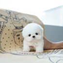 심쿵하개 강아지고양이 분양 강서점 | 김해애견분양 테디럽과 함께한 소중한 첫만남