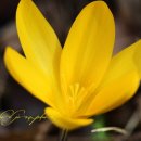 YELLOW HILL 이미지