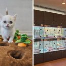 도그마루 강아지고양이 일산점 이미지