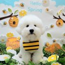 멍찌애견유치원 | 오금동애견유치원 추천 앙꼬가 완전 적응한 리얼후기 멍찌네하우스