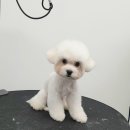 살롱드뚜뚜 이미지