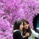진달래 이미지