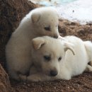 일만농장 이미지