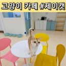 제이캣 | 구미 고양이 카페 제이캣 다녀온 후기