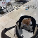 스타켄넬 | 고양 스타필드 애견동반 개모차 1층 유모차대여 서비스 후기