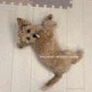 동그라미 동물의료센터 이미지