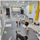 애견호텔 이미지