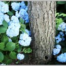 화명대천천 이미지