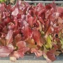 금촌농약사 이미지