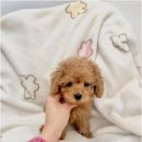 강아지분양 애견분양 퍼피플라워 중랑점 이미지