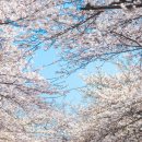 SK광주석유 | "드디어 다음 주 첫 개방" 인천 벚꽃 명소 이곳, 기간 놓치면 1년 기다려야 해요