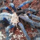 블루준