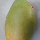 파란망고 이미지