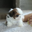 구산동강아지 이미지