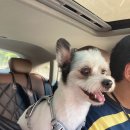 with dog(위드독) 이미지