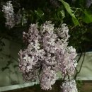 라일락🌷 (대전 남문광장, 깡우동, 신세계 전시회)