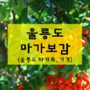 마가보감 가격 울릉도 마가목 효능 먹는법 특징 나무 열매 파는곳 구매처