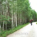 정선명주 이미지