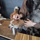 바로나도 수원영통 | 수원 강아지카페 추천 바로나도 동물카페 실내 가볼만한곳