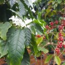 공룡코딱지 이미지