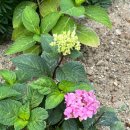 돈카츠모 | 아무튼