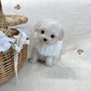 마이뭉 | 부산 마이뭉, 우리 강아지 새로운 가족 맞이 후기