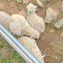 우목장 | 화순 드라이브 겸 나들이 :: 무등산양떼목장 체험 후기 🐑