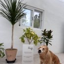 스테이 도랑 | 첫 여름휴가 가족들과 반려견 댕댕이 함께 행복한 시간 (양산 독채 풀빌라 스테이 도랑 후기 2탄)