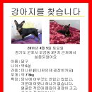 경기 군포 (산본) 미니핀 남자아가좀 제발 찾아주세요..도와주세요 이미지