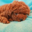 꼬망이펫샵 이미지