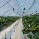 광시농장 이미지