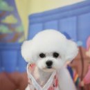 뽀송이네 펫살롱 이미지