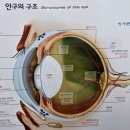 맘동물병원 | 건강한강아지로 키우는 구름맘의 동물병원이야기 강아지백내장과 강아지눈에 좋은음식