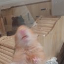 망꼬 이미지