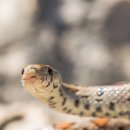 이상동물병원 이미지