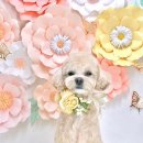 멍멍샤워 이미지