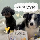 [강아지 간식] 슈퍼포우 산양유츄🐏🍼💛강아지덴탈껌 강아지 치석껌