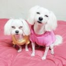 뽀미네공방 네이버블로그