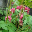 밥풀떼기 이미지