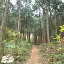 축령산편백나라 이미지