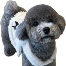 우두리 포펫 애견펜션 이미지