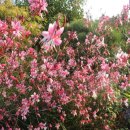 꿩의다리, 겹삼잎국화, 분홍바늘꽃 외 7종 이미지