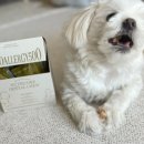 코아덴탈 이미지