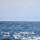 제70차 8월 정기산행(특별행사) 울산 바다관광 공지 이미지