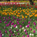 수목원 입구 | 장흥 하늘빛 수목원 튤립축제 개화율(4/11)아기랑방문 팁