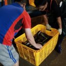 조은 고기 이미지