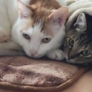 베델가축약품 이미지